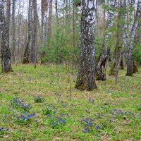 Лесная полянка :: Татьяна Лютаева Лесная полянка :: Татьяна Лютаева