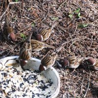 Хорошо, когда кормят :: Людмила Смородинская Хорошо, когда кормят :: Людмила Смородинская