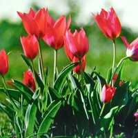 Красота в саду :: Людмила Смородинская