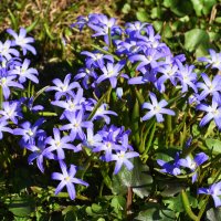 Москва. Ботанический сад МГУ. :: Наташа ***** Москва. Ботанический сад МГУ. :: Наташа *****