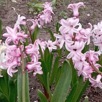 Гиацинты :: Елена Семигина