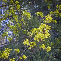 Клён цветёт :: Владимир Кроливец Клён цветёт :: Владимир Кроливец