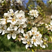 Будут груши. :: Валерия Комова