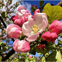 Красота цветения. :: Валерия Комова