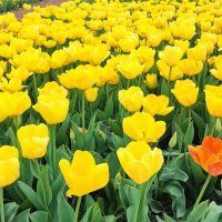 ,,, :: Сергей Тимоновский