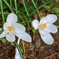 Парочка белых :: Светлана 