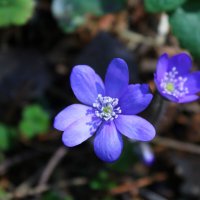 Цветущий апрель :: Любовь Иванова