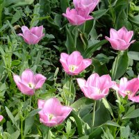 Нежность :: Фёдор Меркурьев Нежность :: Фёдор Меркурьев