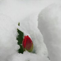Без слов! :: светлана льдокова