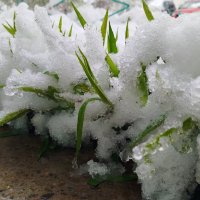 Не предсказуемая весна :: светлана льдокова