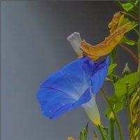 *** :: Наталья Rosenwasser