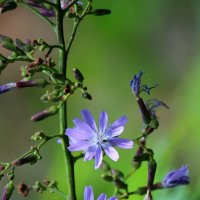 C :: Андрей Л. В.