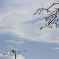 Голуби на антенне & древа фрагмент :: Коля Лукашов