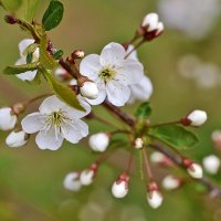 Вишня зацвела :: Светлана Вишня зацвела :: Светлана
