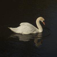 грация :: Владимир Зырянов