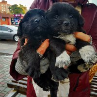 ЩЕНКИ :: Анатолий Малобродский