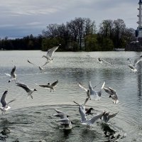 Чайки :: Сапсан 