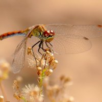 немного про стрекоз 9 :: Александр Прокудин