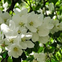 Цвет фруктовых деревьев в городе :: Милешкин Владимир Алексеевич 