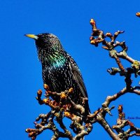 Скворушка. :: Восковых Анна Васильевна Скворушка. :: Восковых Анна Васильевна