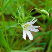 Звездчатки :: Милешкин Владимир Алексеевич Звездчатки :: Милешкин Владимир Алексеевич