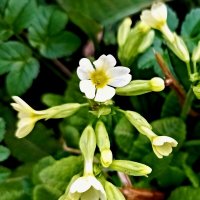 Первоцвет весенний :: Veera V