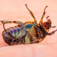 Ванька, встань - ка!  :) :: Елена Хайдукова  ( Elena Fly )