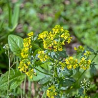Сурепка цветёт :: Валерий Иванович Сурепка цветёт :: Валерий Иванович