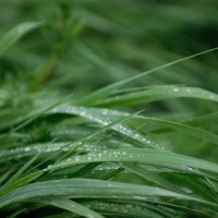 Опять дожди.... :: Referee (Дмитрий)