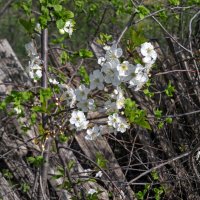 Дикий сад :: sorovey Sol