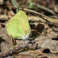 Лимонная :: sorovey Sol