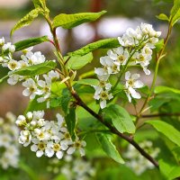 Черёмухи цвет :: Светлана 