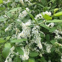 Цветет черемуха :: Елена Семигина Цветет черемуха :: Елена Семигина