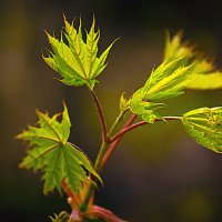 Весеннее :: Владимир Кроливец