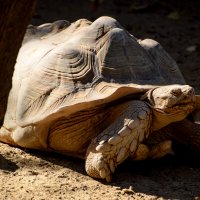 "Бронемашина Черепаха" :: Oleg4618 Шутченко "Бронемашина Черепаха" :: Oleg4618 Шутченко