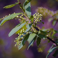 ВЕСНА :: Владимир Кроливец