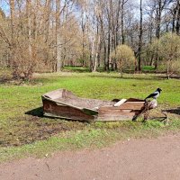 Одинокая ворона. :: Лия ☼