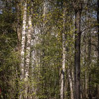 В лесопарке :: Владимир Кроливец