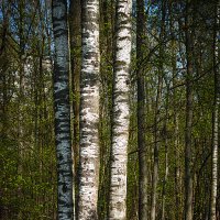 Фотозарисовка в лесопарке :: Владимир Кроливец