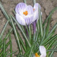 Крокус весенний :: Дмитрий Никитин