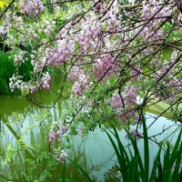 Глициния :: Tata Wolf