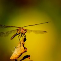 немного про стрекоз 12 :: Александр Прокудин немного про стрекоз 12 :: Александр Прокудин