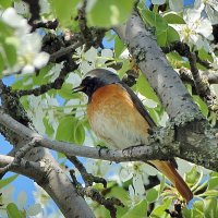 Горихвостка. :: Восковых Анна Васильевна 