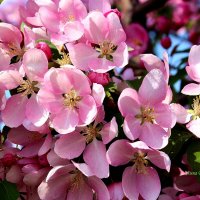 Цветёт яблоня розовая. :: Восковых Анна Васильевна Цветёт яблоня розовая. :: Восковых Анна Васильевна