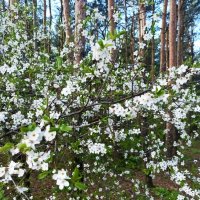 Зацвела вишня :: Veera V