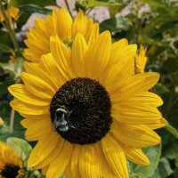 Подсолнух :: Георгиевич 