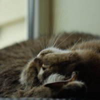 Сонное настроение от Чики :: Referee (Дмитрий)