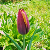 Распускается красавчик :: Людмила Смородинская