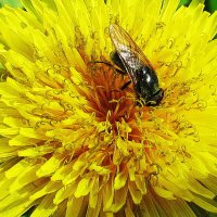 Наслаждение :: Людмила Смородинская