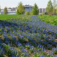 Москва. Парк Зарядье. Весна. :: Наташа ***** Москва. Парк Зарядье. Весна. :: Наташа *****